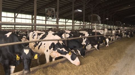 Regulators Can Force Factory Farms To Get Preemptive Pollution Permits Calumet County Judge Affirms