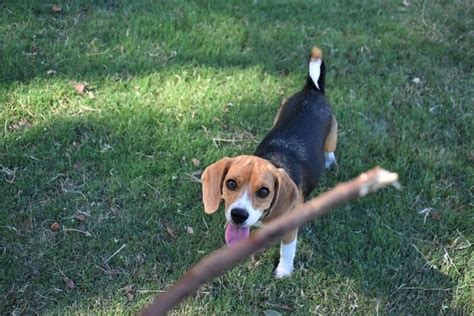 Why Do Beagles Dig Holes A Simple Guide — Beagles Life