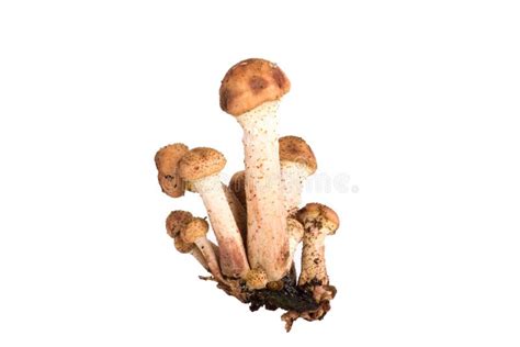 Mushrooms Armillaria Mellea Isolated On White Background Stock Image