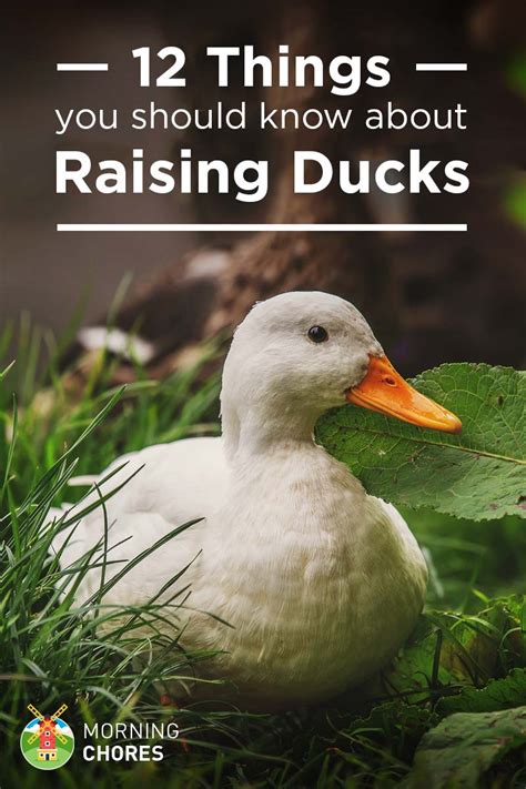 The cheapest offer starts at £2. 12 Things You Need to Know Before Getting Your First Ducks