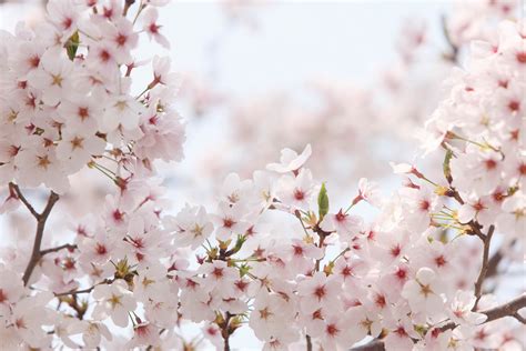563211 3840x2160 Cherry Blossoms Japan Nagoya 4k  1518 Kb Rare