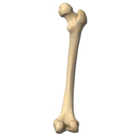 Bone Png