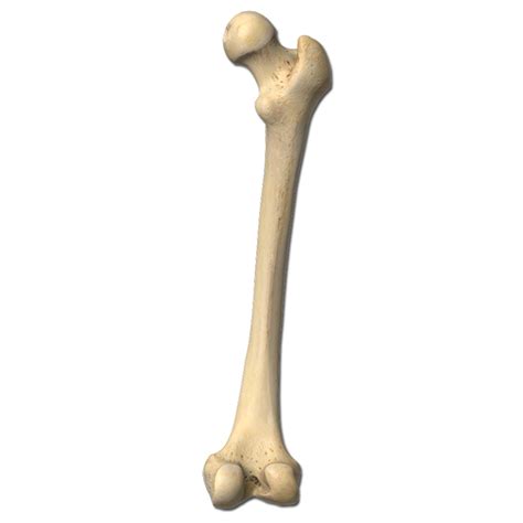 Bone Png Transparent Image Download Size 700x700px