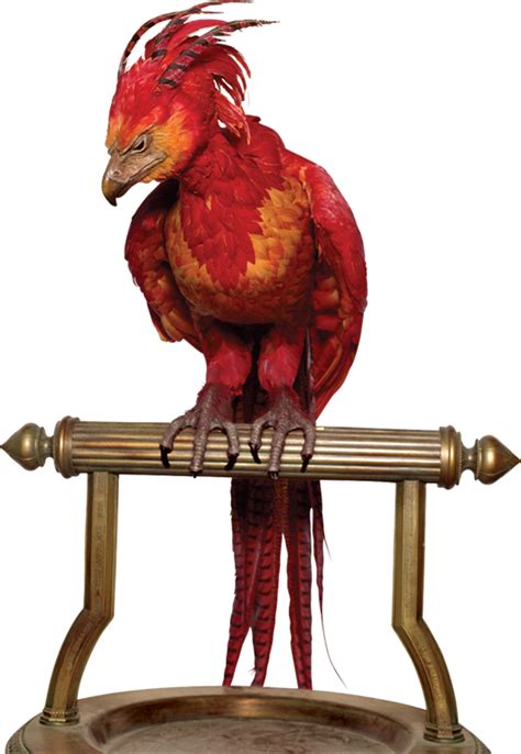 A page for describing characters: Image - Phoenix.png | Harry Potter Wiki | FANDOM powered ...