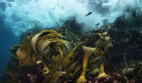 Gallery The Kelp Forests Of The Great Southern Reef Australian
