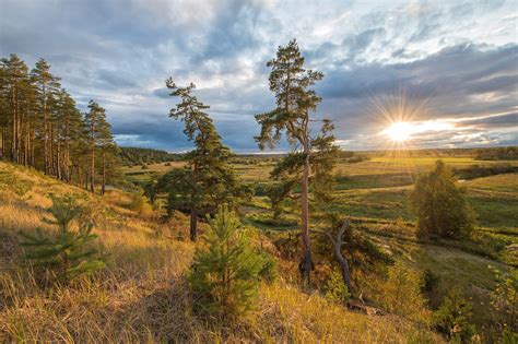 Nature Trees Plants Sun Landscape Field Grass Pine Trees HD