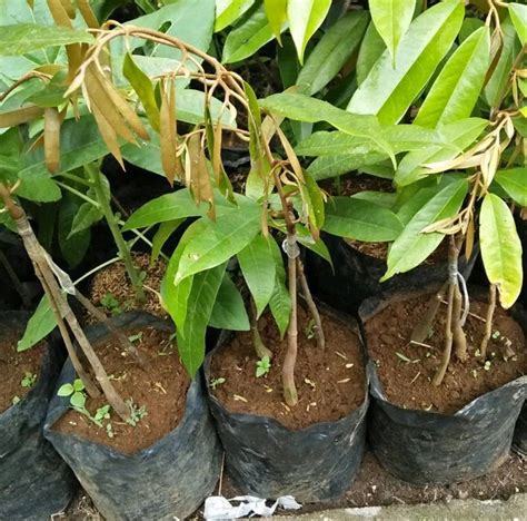 Para pembudidaya kita baru mulai menanam pohon durian ini dan belum banyak yang menghasilkan buah. Jual bibit tanaman durian musang king kaki tiga-asli-pohon ...
