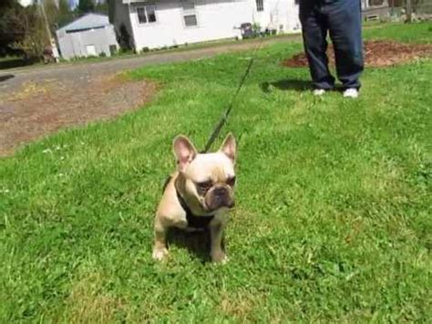 Bouledogue or bouledogue français) is a breed of domestic dog, bred to be companion dogs. French Bulldog Puppies ~ Oregon French Bulldog Breeders ...