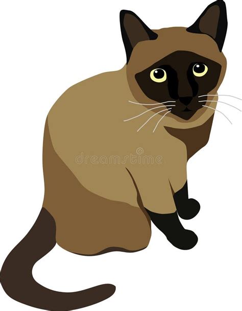 Sitting Siamese Cat Stock Vector Illustration Of Illustration 4269400