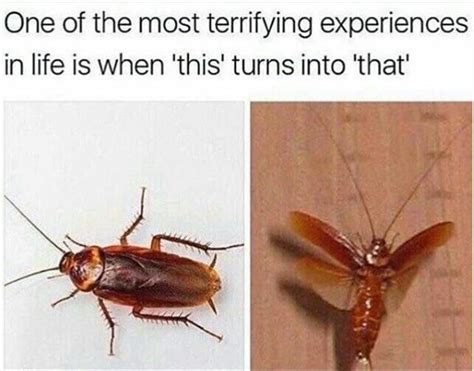 Oh My God No No Terrifying Moment When You Realize The Cockroach Can