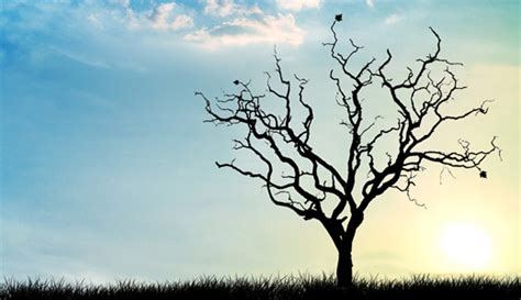 15 Beautiful Free Tree Wallpapers For Your Desktop