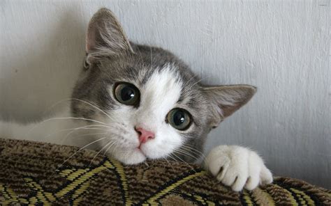 Cute Kitten Wallpaper Animal Wallpapers 37952