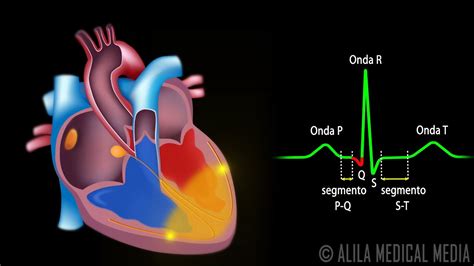 Sistema De Condução Do Coração E Ecg Animação Alila Medical Media