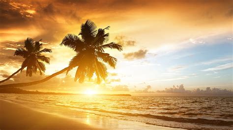 Beautiful Sunrise Beach View With Slanting Coconut Trees Beach Hd