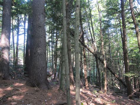 Spruce Mountain Conservation Area Androscoggin Land Trust