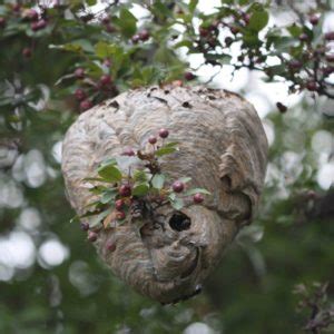 It does not take much to agitate bees. Bee Nest In Tree Photo2. Bee. How To Get Rid Of Bumble Bee ...