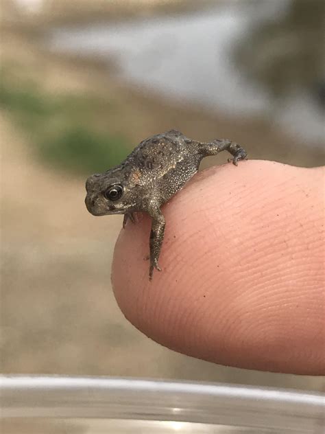 Tiny Frog Raww