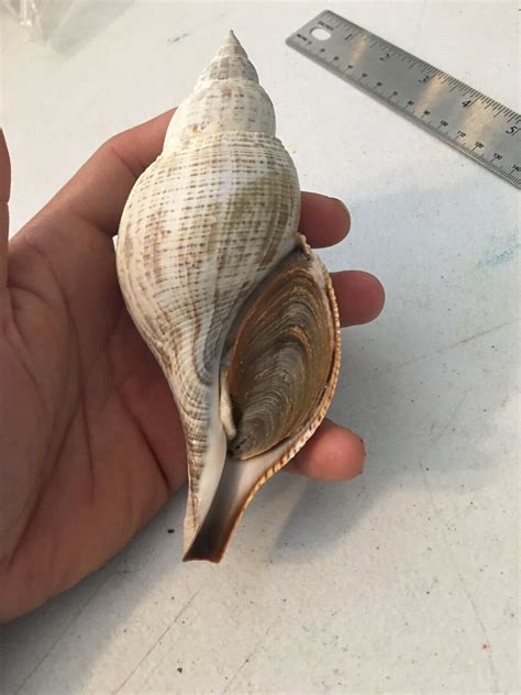 Check spelling or type a new query. Conch & Snail Shells Seashell Beach Decor Beautiful Shell ...