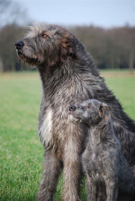 Pin By Sheryl Angle On Dogs In 2020 Wolfhound Dog Irish Wolfhound