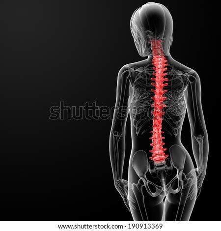Little bit better this time. Coccyx Stock Photos, Images, & Pictures | Shutterstock