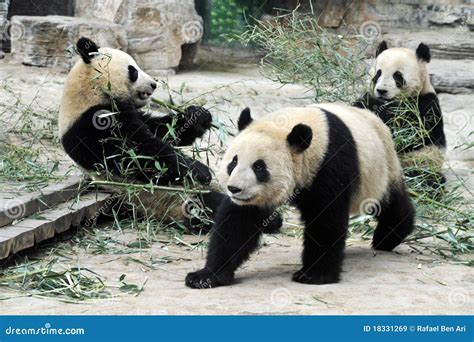 Orsi Del Panda A Pechino Cina Immagine Stock Immagine Di Cinese