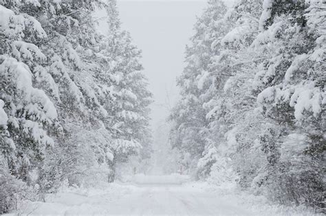 Snowy Landscape On Moose Creek Road During Blizzard In Rimini