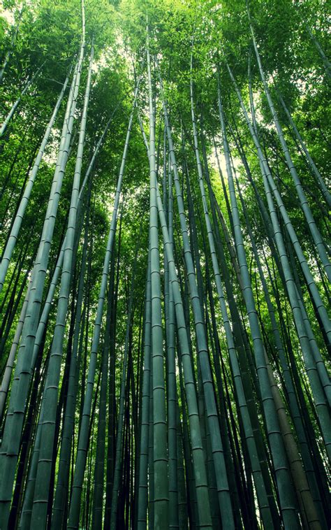 Download Wallpaper 800x1280 Bamboo Tress Green Nature Samsung Galaxy