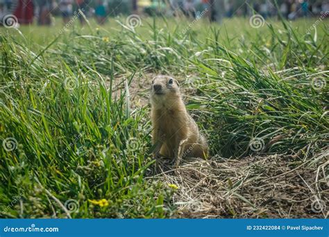Funny Gopher In The Park Stock Photo Image Of Ground 232422084