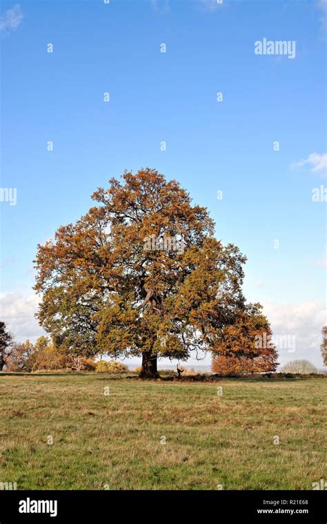 English Oak Quercus Robur Trees In Autumn Colours Windsor Great Park