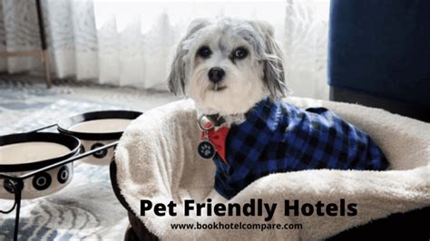 Top Low Cost Pet Friendly Hotels Near Me In Usa Upto Off
