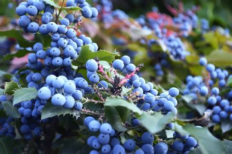 The Purple Berries Of Mahonia Herald Immune Support Byjill Davies