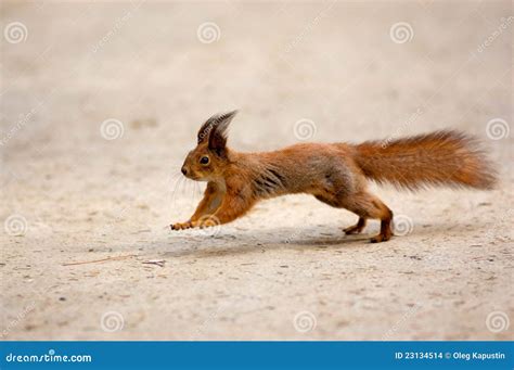 About Running A Squirrel Stock Photo Image Of Motion 23134514