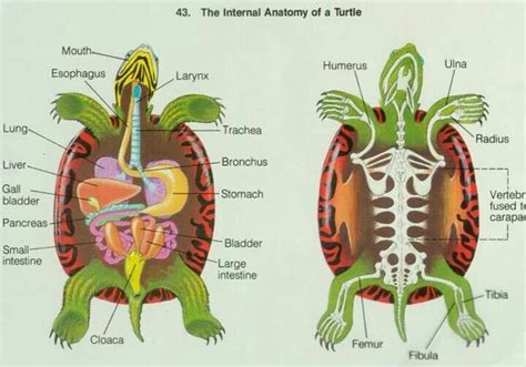 Turtle Anatomy Turtle Habitat Vet Medicine Turtle