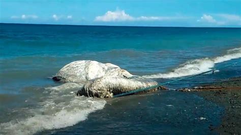 Sea Creature Washed Up On Shore In Philippines