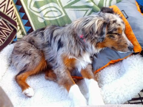 can short haired australian shepherd puppies fur grow