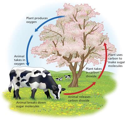 The primitive type of respiration is anareobic. Unit 4: Photosynthesis & Cellular Respiration Ch. 4 - Mrs ...