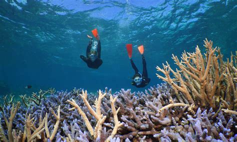 Port Douglas Outer Great Barrier Reef Cruise Experience Oz