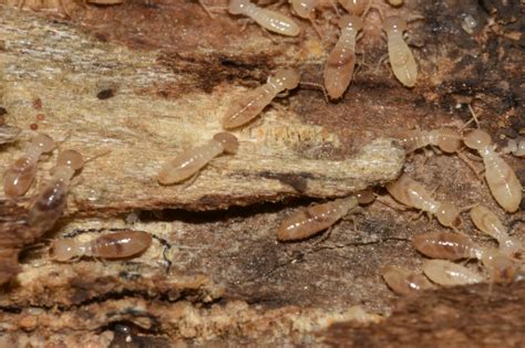 Whether it's for homes, commercial structures, or industry, you can choose an option to have either monthly. Termites Control Ppt - Termites Info