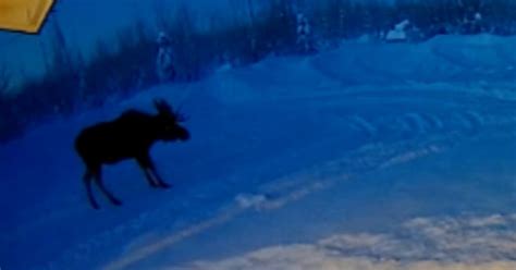 Rare Footage Of Moose Losing Its Antlers Goes Viral Thatviralfeed