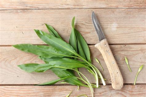 Der verwandte von knoblauch, zwiebel und schnittlauch mit den sternförmigen weißen blüten war schon bei den römern, germanen und. Bärlauch ernten - Tipps zu Zeitpunkt, Anleitung ...
