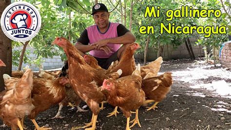 Crianza De Gallinas Ponedoras Isa Brown En Nicaragua Youtube
