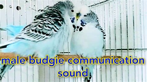 Male Budgie Communication Sound Love Birds Sounds Budgies Singing Budgie Sounds Love Bird