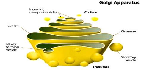 Golgi Bodies Or Golgi Apparatus Structure And Function Qs Study