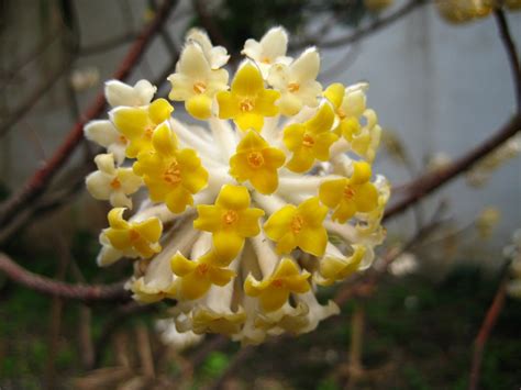 Galleria fotografica di 115 esemplari di fiori spontanei fotografati nel parco. Fiori invernali - Piante da giardino - Fiori invernali ...