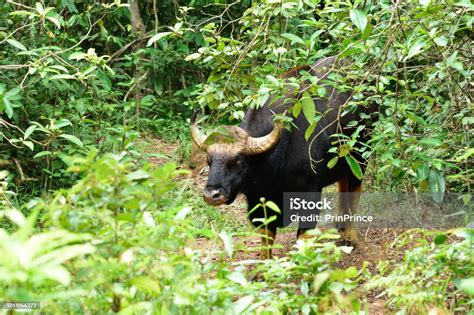 Foto De Guar Ou Bisão Indiano O Grande Boi Preto Selvagem Parado Ao