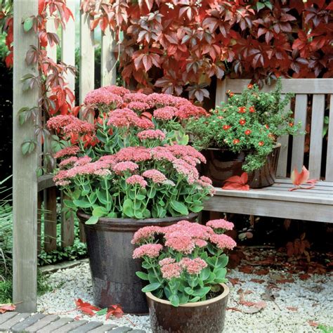Check spelling or type a new query. Sedum macht das Herbstbeet schön | Vorgarten pflanzen ...