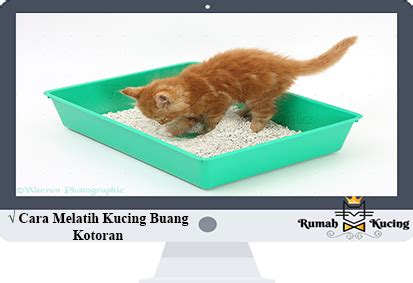 Cara menghilangkan kutu kucing tidak pernah semudah ini! Wajib Tahu! 7 Cara Melatih Kucing Buang Kotoran di Pasir