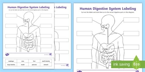 Blank Digestive System Diagram Labeling Activity