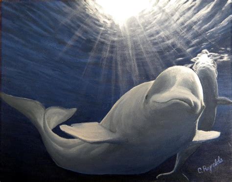 Beluga Whales By Creativecontributer On Deviantart