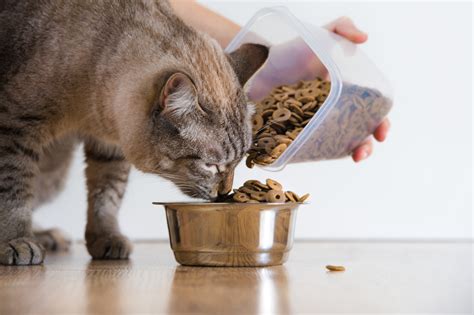 How Often Should I Feed My Cat Barkspace